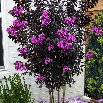 Lagerstroemia 'JM8' PP30,622