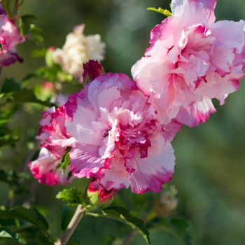 Hibiscus syriacus 'Danica'