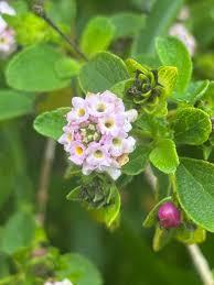 Lantana involucrata