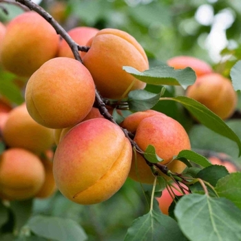 Prunus armeniaca 'Moorpark'