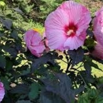 Hibiscus 'ccc'