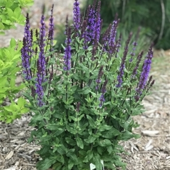 Salvia nemorosa 'Caramia'