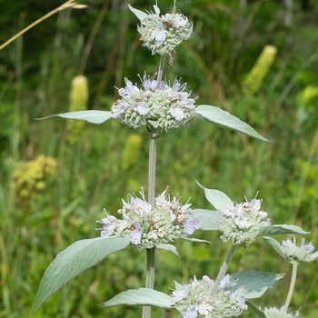 Pycnanthemum incanum