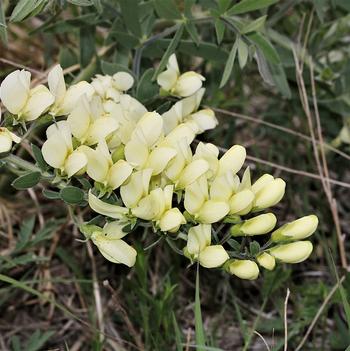 Baptisia bracteata