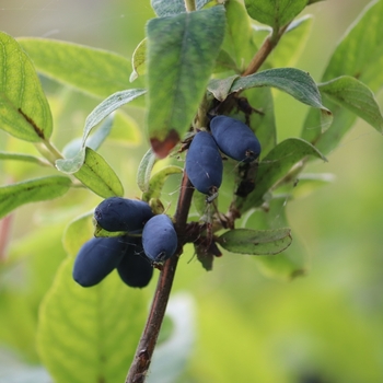 Lonicera caerulea var. kamchatica 'CZECH17' USPP17547P2