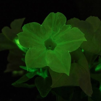 Petunia atkinsiana 'Firefly'