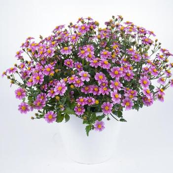 Bidens ferulifolia 'Pretty In Pink'