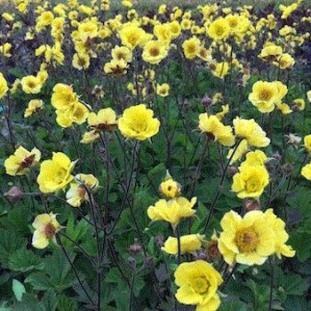 Geum 'Top Shelf Margarita'