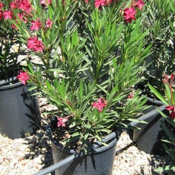 Nerium oleander