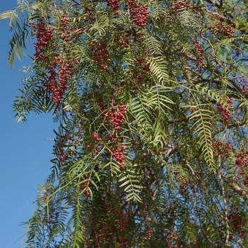 Washingtonia robusta
