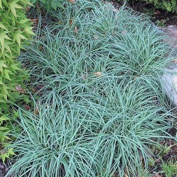 Carex flacca