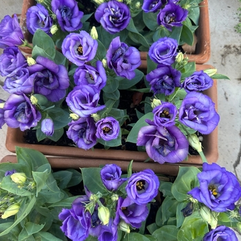 Eustoma grandiflora