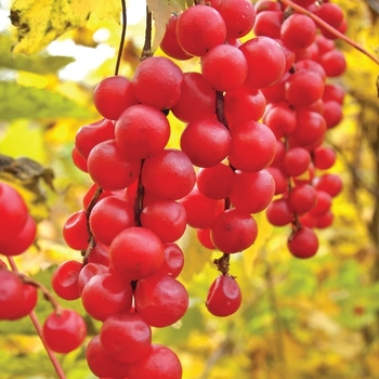 Vaccinium vitis-idaea 'Koralle'
