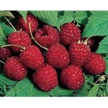 Rubus idaeus 'Nova' 
