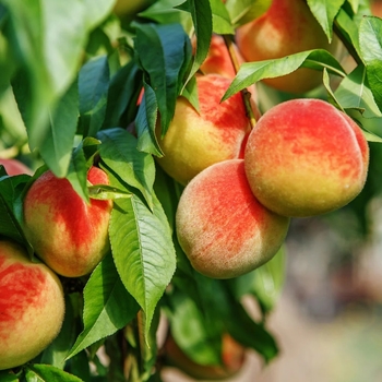 Prunus persica 'Redhaven'