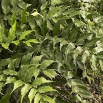 Cyrtomium falcatum