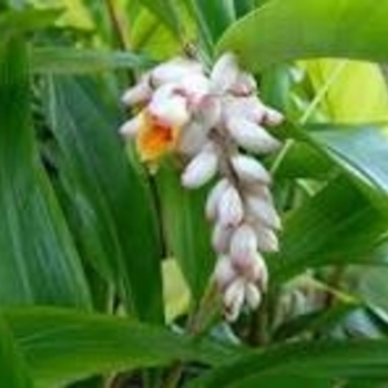 Alpinia zerumbet