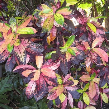 Codiaeum variegatum 'Mrs. Iceton'