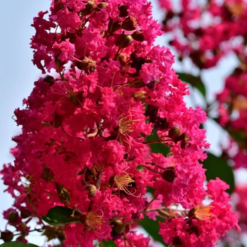 Lagerstroemia 
