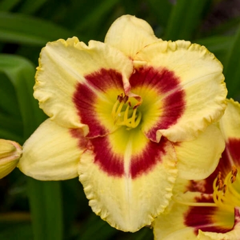 Hemerocallis 'Monterrey Jack'