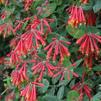 Lonicera sempervirens 'Alabama Crimson' 