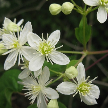 Clematis virginiana