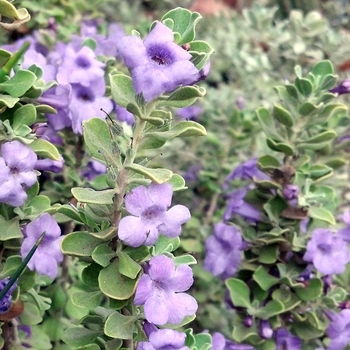 Leucophyllum langmaniae 'Lynn's Legacy'