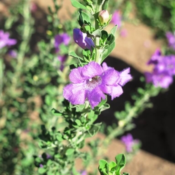 Leucophyllum frutescens 'Heavenly Cloud'