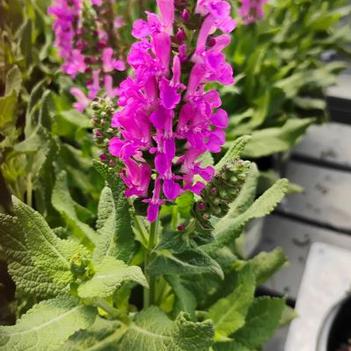 Salvia 'Noble Knight' PPAF
