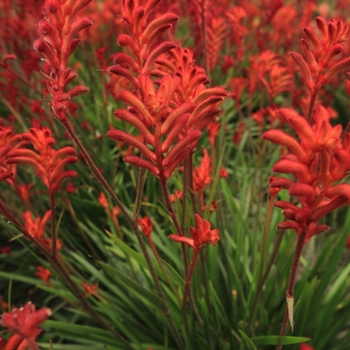 Anigozanthos 'Ramboball' PP20271