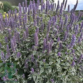 Agastache 'Blue Fortune'