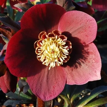 Helleborus 'Ruby Wine' USPP24507P2