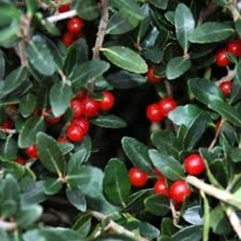 Ilex vomitoria 'Taylor's Rudolph'