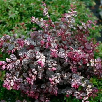 Loropetalum chinense 'Beni Hime' PP27752