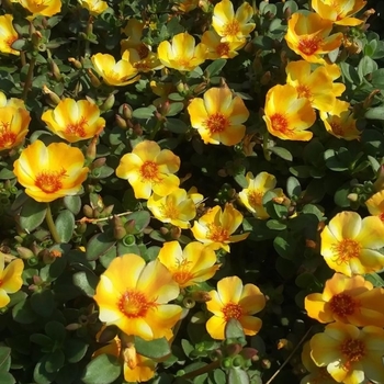 Portulaca oleracea 'Orange' USPP22476P2