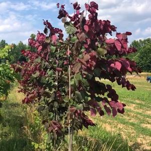 Cercis canadensis 'Purple Vase' PPAF