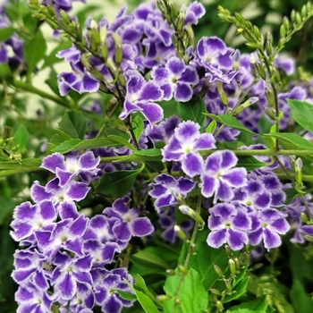Duranta erecta 'Sapphire Showers'
