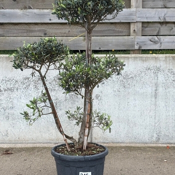 Olea europea 'Bonita'