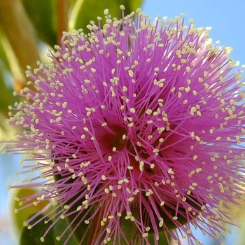 Melaleuca nesophila