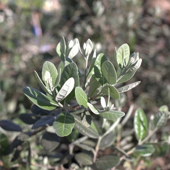 Feijoa sellowiana