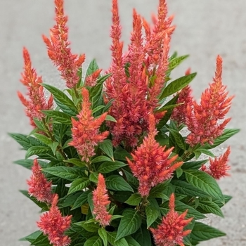 Celosia spicata 'Fire Orange' PP26324P2