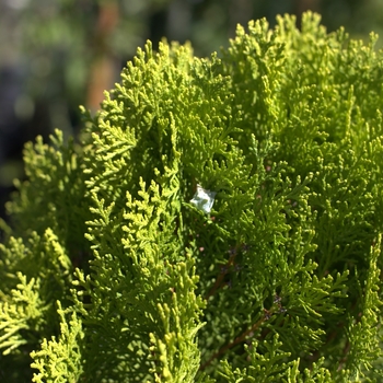 Thuja orientalis 'Aurea Nana'