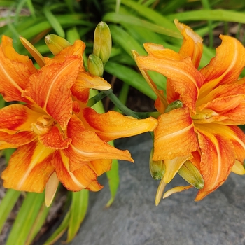 Hemerocallis fulva 'Kwanso' 