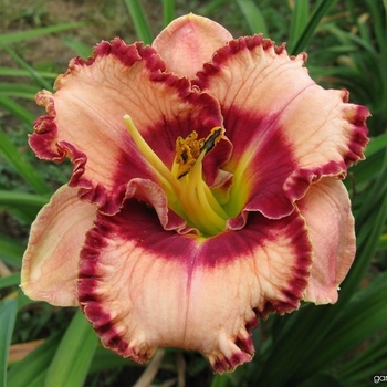 Hemerocallis 'Lies and Lipstick' 