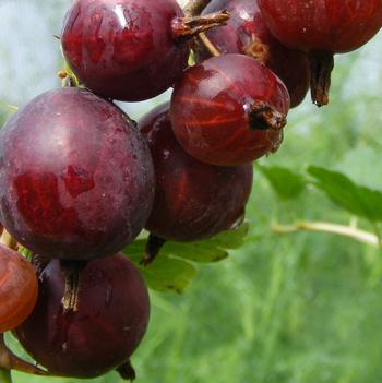 Ribes uva-crispa 'Hinnonmaki Red' 