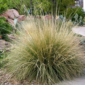 Muhlenbergia rigens