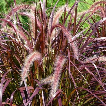 Pennisetum setaceum 'Purpureum' 
