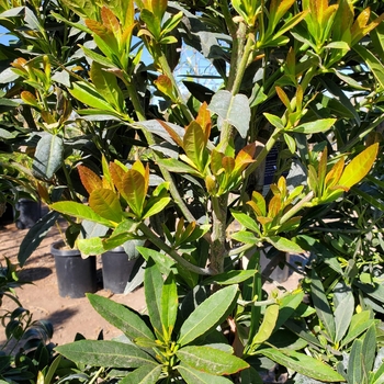 Elaeocarpus decipiens