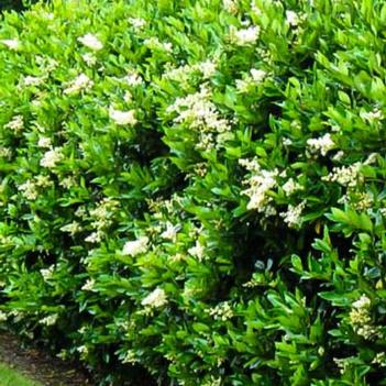 Ligustrum japonicum 'Texanum'