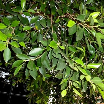 Ficus microcarpa 'Nitida'